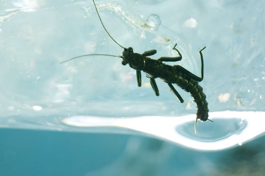 Dragón Del Sur